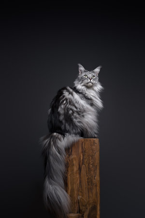 silver atbby maine coon cat with fluffy tail sitting on wooden podest. Studio shot on gray background with copy spaceの写真素材