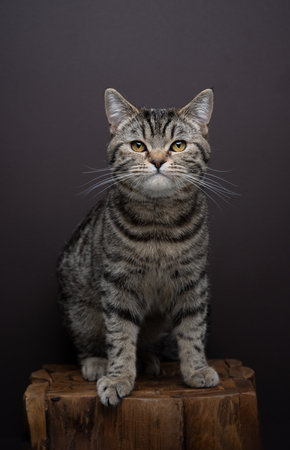 tabby cat portrait. The cat has a serious expression and is sitting on a wooden table or podest. Studio shot on brown background with copy spaceの写真素材
