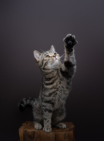 tabby cat playing raising paw looking up. Studio shot on brown background with copy spaceの写真素材