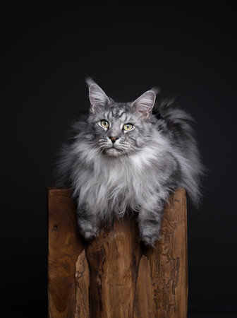 silver tabby maine coon cat resting on a wooden podest. The cat is relaxed lying on front with paws hanging down. studio shot with copy spaceの写真素材