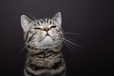 tabby cat lifting head sniffing a scent in the air. studio shot on brown background with copy spaceの写真素材