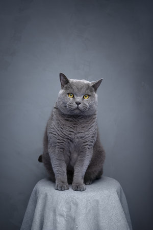 big british shorthair blue cat sitting on coffee table with gray tablecloth, looking at camera with a serious expression. Studio shot with copy spaceの写真素材