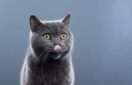 hungry british shorthair blue cat licking mouth. studio portrait on gray background with copy spaceの写真素材