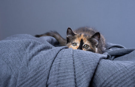 cute playful calico kitten on the hunt. the cat is crouching with lowered body. studio shot on gray background with copy spaceの写真素材