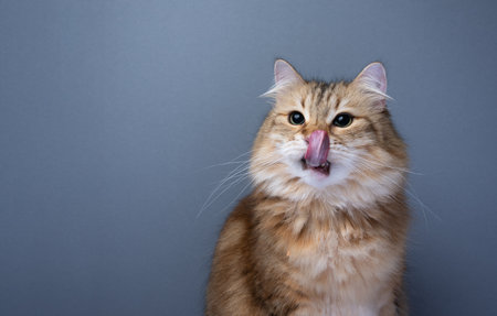 hungry siberian cat licking over mouth and nose looking to the side. studio shot on gray background with copy spaceの写真素材