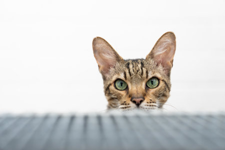 shy bengal cat hiding behind step of a staircase looking at camera. white background with copy spaceの写真素材