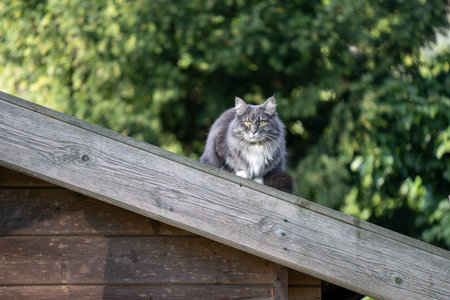 gray maine coon cat sitting on rooftop of wooden shed observing the gardenの写真素材