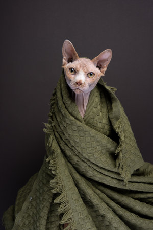 Sphynx cat wrapped in a cozy green blanket. The cat is warm and comfortable looking at the camera. studio shot on brown background with copy spaceの写真素材