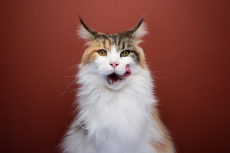 calico white maine coon cat licking open mouth. hungry cat waiting for food folding back ears. studio shot on red background with copy spaceの写真素材