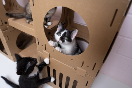 group of small kittens playing inside and outside of cardboard box. curious cats exploring the world.の写真素材