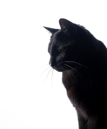side profile of black cat on white background looking downの写真素材