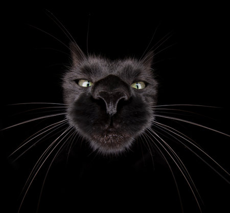 Ultra wide angle shot of black cat on black backgroundの写真素材