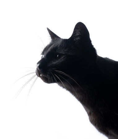 side profile of a black cat on white backgroundの写真素材