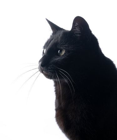 side profile of black cat on white background looking aheadの写真素材
