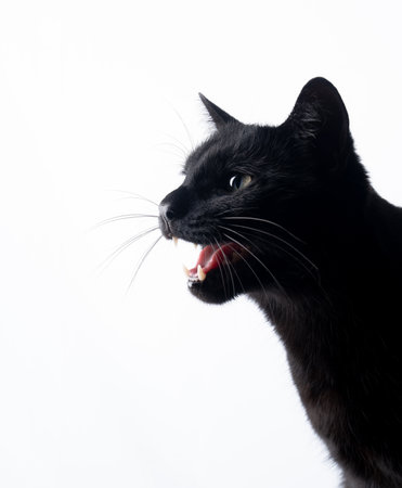 side profile of a black cat meowing on white backgroundの写真素材