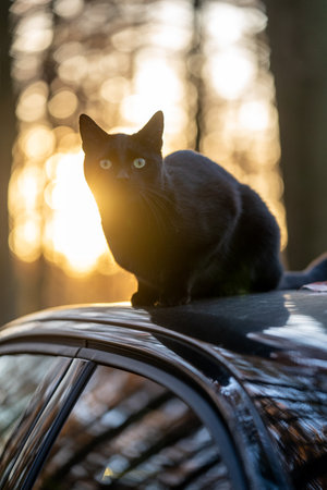 black cat sitting on rooftop of a carの写真素材