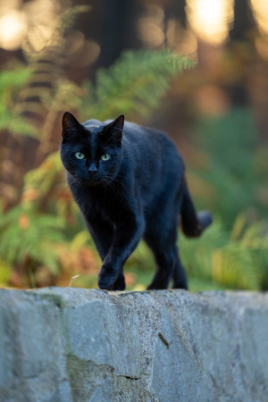 black cat walking with plants in backgroundの写真素材