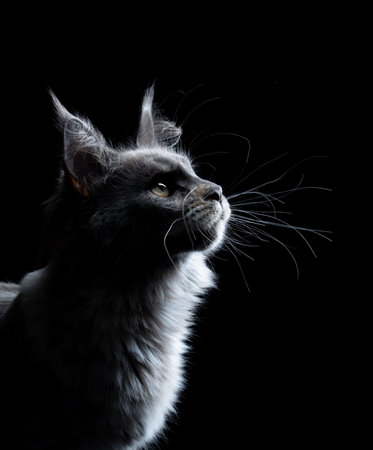 Curious Maine Coon Cat with long whiskers looking up, three-quarter profile view on black backgroundの写真素材