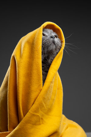 Cute fluffy british shorthair cat hiding under yellow fleece blanketの写真素材