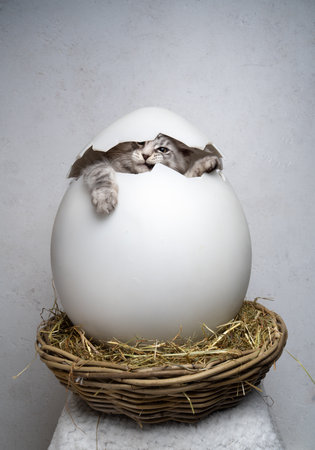 silver tabby maine coon kitten inside of giant easter egg