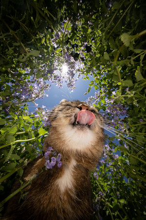 tabby shorthair cat surrounded by catnip plants, licking lips on a sunny summer day outdoors