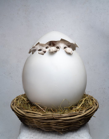 two curious maine coon kittens inside of giant white easter egg looking at camera