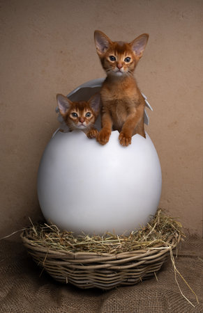 two cute abyssinian kittens hatching from easter egg in nest