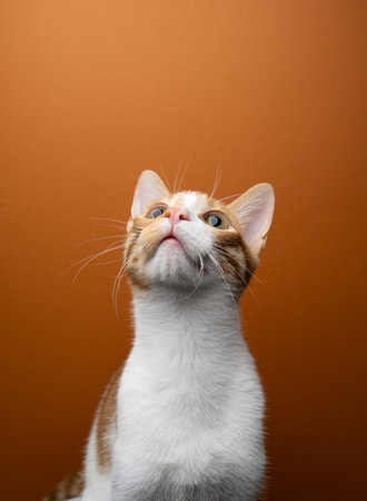 curious cat looking up at copy space on orange background