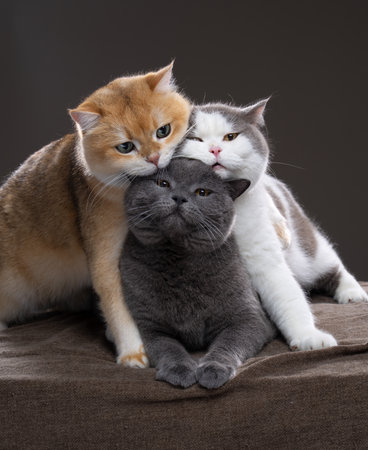 Three fluffy British Shorthair cats in different fur colors lie comfortably on top of each other and...