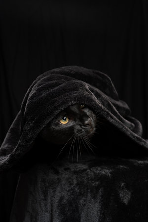 scared black cat hiding under soft fleece blanket looking upの写真素材