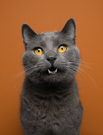 british shorthair cat with mouth slightly open meowing and looking at camera, portrait on orange backgroundの写真素材