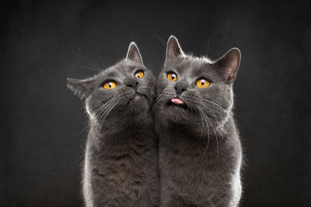 funny portrait of two british shorthair cats side by side, making silly face and sticking out tongue on gray backgroundの写真素材