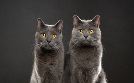Upper body portrait of two gray British Shorthair cats sitting next to each other looking at cameraの写真素材