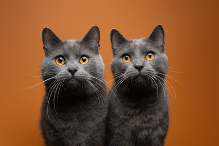 two gray british shorthair cats side by side, portrait on orange background matching the cats eye colorの写真素材