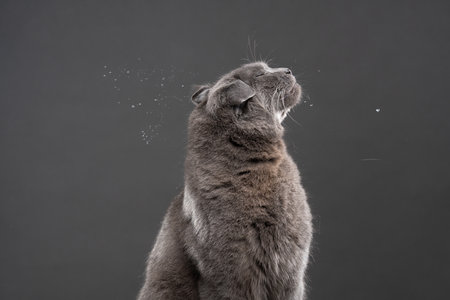 gray british shorthair cat shaking head against gray background, saliva flying aroundの写真素材