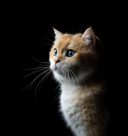 three-quarter view of golden shaded british shorthair cat on black backgroundの写真素材
