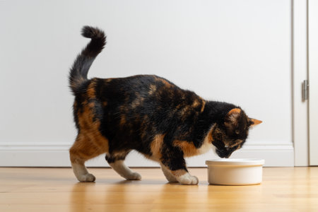 Side view of a calico cat eating from a food bowl on the floor.の写真素材