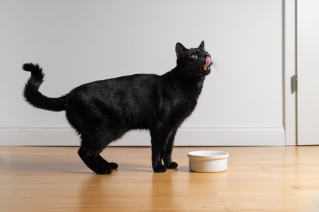 Side view of a black cat standing in front of a food bowl, looking up hungrily and licking its mouth.の写真素材