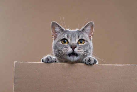 funny cat rearing up on cardboard sign with copy space looking at camera with mouth open, meowingの写真素材