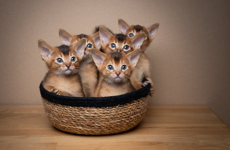 a group of small abyssinian kittens inside of a basket looking at camera curiously.の写真素材