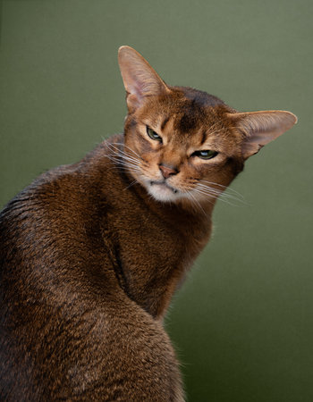 abyssinian cat squinting eyes on green backgroundの写真素材