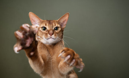 playful abyssinian cat with raised paws and extended claws reaching for camera, studio shot on green background with copy spaceの写真素材