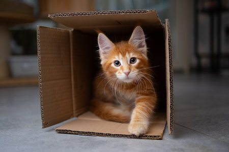 curious ginger maine coon kitten inside of small cardboard box looking at cameraの写真素材
