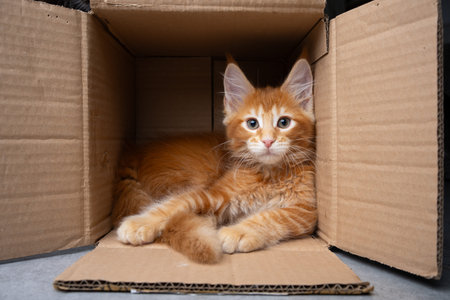 ginger maine coon kitten resting inside of small cardboard box looking at cameraの写真素材