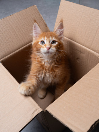 ginger maine coon kitten inside of a cardboard box rearing up placing paw on the edge and looking up at cameraの写真素材