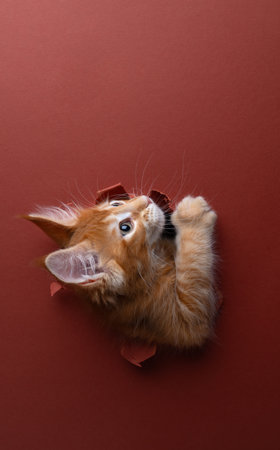 playful ginger maine coon kitten peeking through hole in torn paper background with red color looking up at copy spaceの写真素材