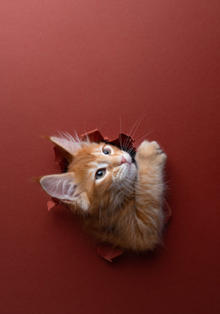 playful ginger kitten peeking through hole in torn paper background with red color looking up at copy spaceの写真素材