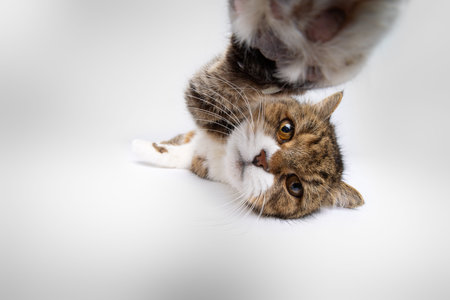 lazy but curious british shorthair cat lying on side reaching for camera with paw, studio shot on white backgroundの写真素材