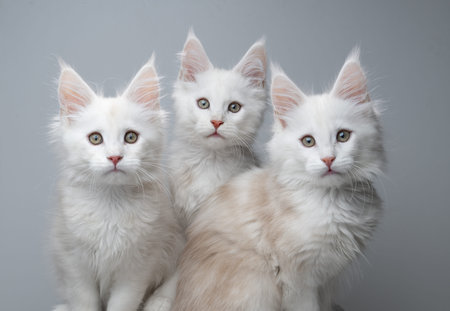 three white and beige maine coon kittens looking at camera curiously against neutral gray studio...