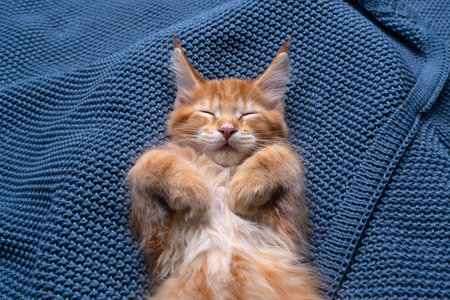 high angle view close up shot of a cute orange kitten sleeping on blue knitted blanket with paws tucked inの写真素材
